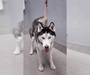 Siberian Husky-Unknown Mix Dogs for adoption in Las Vegas, NV, USA