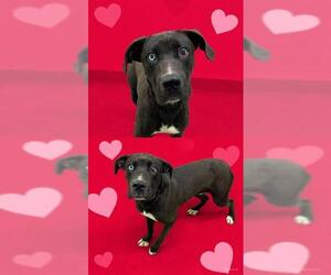 Boxador Dogs for adoption in HESPERIA, CA, USA