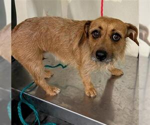 Dachshund-Unknown Mix Dogs for adoption in Orange, CA, USA