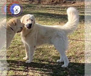 Great Pyrenees Dogs for adoption in Spring, TX, USA