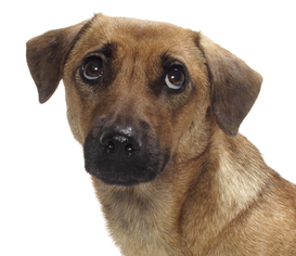 Basset Hound Dogs for adoption in Oakland Park, FL, USA