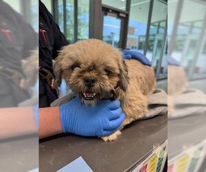 Shih Tzu Dogs for adoption in San Martin, CA, USA