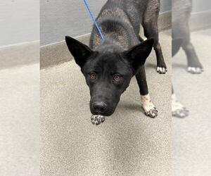 Akita-Unknown Mix Dogs for adoption in Las Vegas, NV, USA