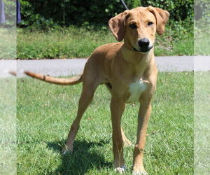 Medium Photo #1 Retriever -Unknown Mix Puppy For Sale in Prattville, AL, USA