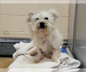Poodle (Miniature)-Unknown Mix Dogs for adoption in Martinez, CA, USA