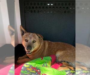 Mutt Dogs for adoption in Camarillo, CA, USA