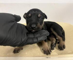 American Pit Bull Terrier-German Shepherd Dog Mix Dogs for adoption in Corona, CA, USA