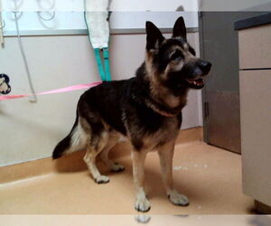 German Shepherd Dog Dogs for adoption in Martinez, CA, USA