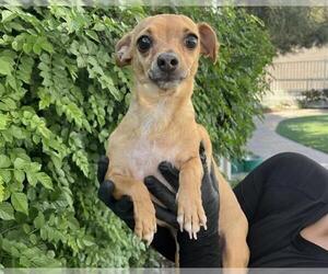 Chihuahua Dogs for adoption in Corona, CA, USA