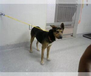 German Shepherd Dog-Unknown Mix Dogs for adoption in Pasadena, TX, USA
