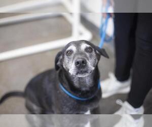 Labrador Retriever-Unknown Mix Dogs for adoption in Mountain Home, AR, USA