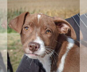 Borador Dogs for adoption in Huntley, IL, USA