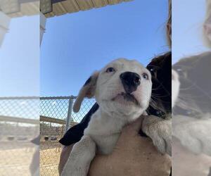 Labrador Retriever Dogs for adoption in Bakersfield, CA, USA