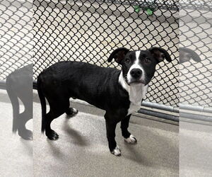 Border Collie-Unknown Mix Dogs for adoption in Sterling, MA, USA