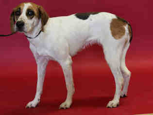 Medium Photo #1 English Foxhound-Unknown Mix Puppy For Sale in Salt Lake City, UT, USA