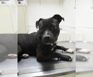 American Pit Bull Terrier-Bull Terrier Mix Dogs for adoption in Starke, FL, USA
