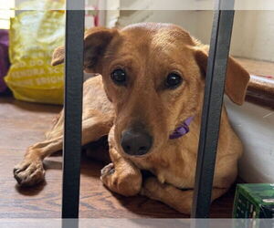 Dachshund-Unknown Mix Dogs for adoption in Charlottesville, VA, USA