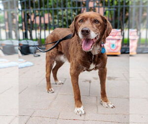Labrador Retriever-Unknown Mix Dogs for adoption in St. Louis Park, MN, USA