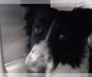 Border Collie Dogs for adoption in Downey, CA, USA