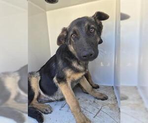 German Shepherd Dog Dogs for adoption in Houston, TX, USA