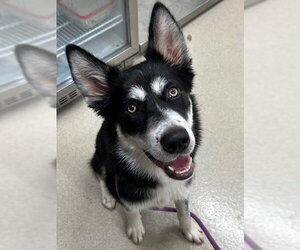 Siberian Husky Dogs for adoption in Baytown, TX, USA