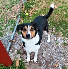 Medium Photo #1 Beagle Puppy For Sale in Franklin, TN, USA