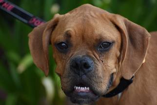 Boxer Dogs for adoption in Alameda, CA, USA