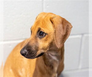 Black Mouth Cur-Unknown Mix Dogs for adoption in Dedham, MA, USA