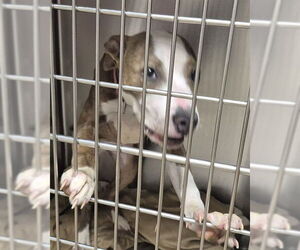 American Pit Bull Terrier Dogs for adoption in Decatur, IL, USA