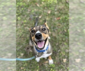 Mutt Dogs for adoption in Oak Bluffs, MA, USA