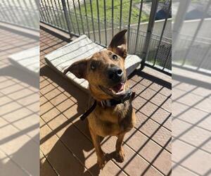 Mutt Dogs for adoption in San Antonio, TX, USA