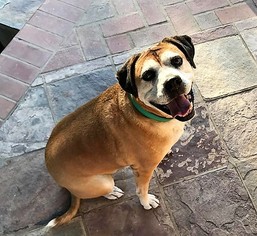 Bogle Dogs for adoption in Rancho Santa Margarita, CA, USA