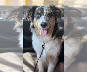 Australian Shepherd Dogs for adoption in Dallas, TX, USA