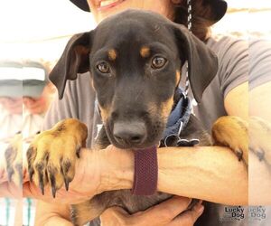 Dachshund-Unknown Mix Dogs for adoption in Washington, DC, USA