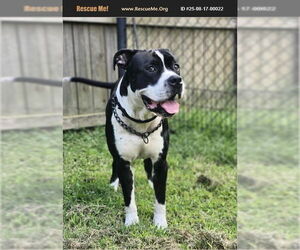 Bullboxer Pit Dogs for adoption in Benton, PA, USA