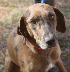 Catahoula Leopard Dog Dogs for adoption in Canton, CT, USA