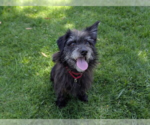 Cairn Terrier-Unknown Mix Dogs for adoption in San Clemente, CA, USA