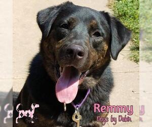 Retriever -Unknown Mix Dogs for adoption in Kansas City, MO, USA