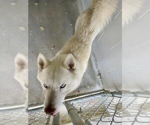 - Mix Dogs for adoption in Rosenberg, TX, USA