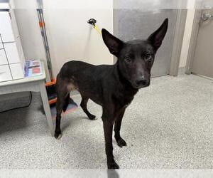 German Shepherd Dog-Unknown Mix Dogs for adoption in Pasadena, TX, USA