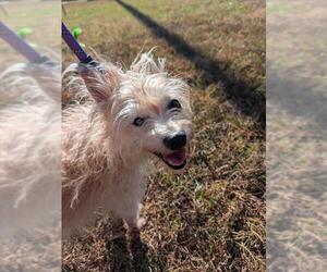 Chihuahua-Unknown Mix Dogs for adoption in Forestville, MD, USA