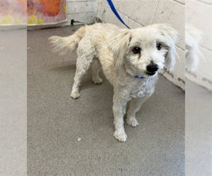Poodle (Miniature)-Unknown Mix Dogs for adoption in San Bernardino, CA, USA