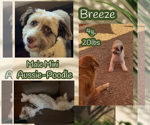 Medium Photo #2 Aussiedoodle Miniature  Puppy For Sale in Dallas, TX, USA