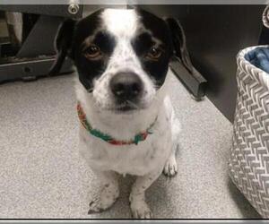 Dachshund-Unknown Mix Dogs for adoption in Orange, CA, USA