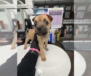 Chihuahua Dogs for adoption in Stockton, CA, USA