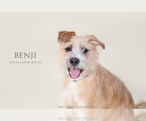 Cairn Terrier-Unknown Mix Dogs for adoption in Saratoga Springs, NY, USA