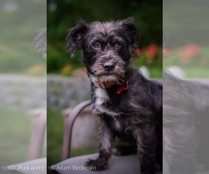 Mutt Dogs for adoption in Oceanside, CA, USA