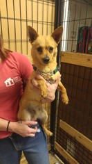 Chi-Corgi Dogs for adoption in Tempe, AZ, USA