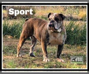 Bulldog Dogs for adoption in Woodinville, WA, USA