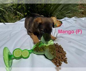 German Shepherd Dog-Unknown Mix Dogs for adoption in Incline Village, NV, USA
